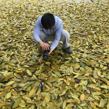 拍摄玩具 遍地金黄落叶