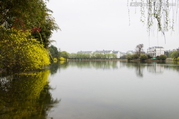 迎春花 湖面