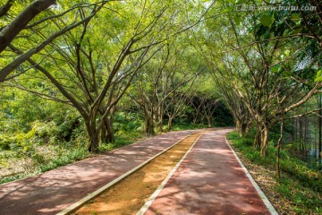 阳光树林