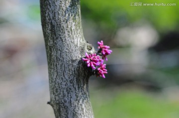 紫荆的花朵