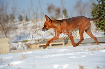 鹿犬