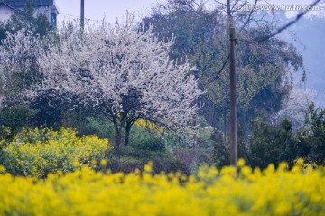 油菜花