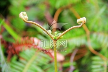 野生植物