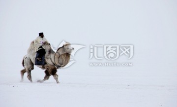 雪地中奔跑的骆驼