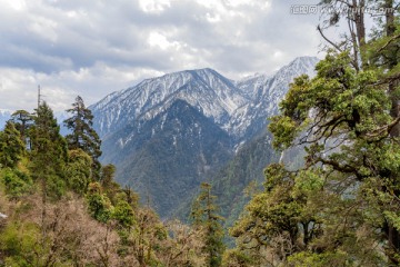 云南高黎贡山