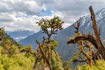 高黎贡山神树