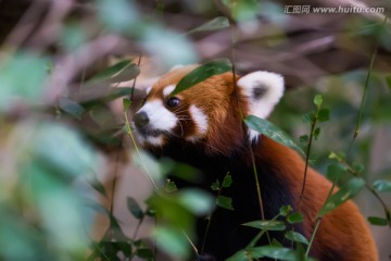 小熊猫