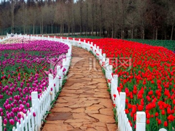 郁金香花园