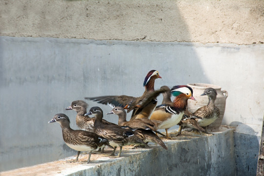 鸳鸯