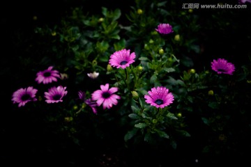 雨后小雏菊