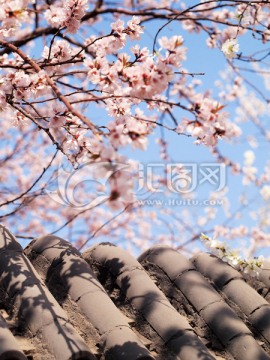 粉色桃花出墙来