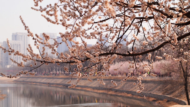 桃树 风景