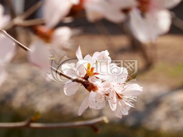 桃花 一枝桃花