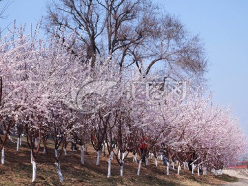 桃树 桃花