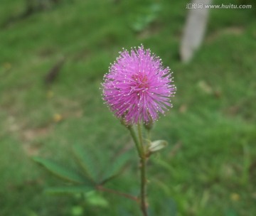 含羞草花