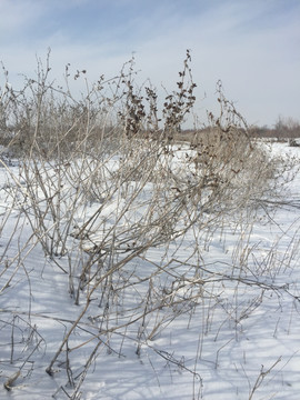 雪地苍耳