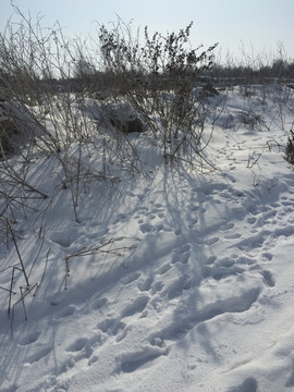 雪地枯草