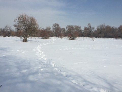 雪野 车辙 足迹