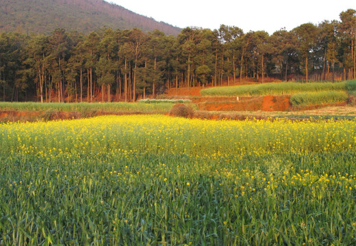 山地油菜花