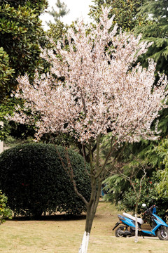 樱花 花枝 花朵 花卉 园艺