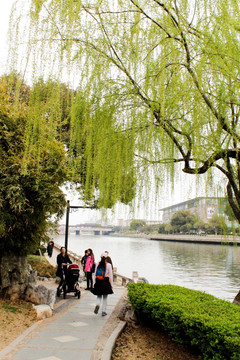 垂柳 柳树 柳叶 湖水