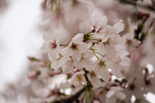 樱花 花枝 花朵 花卉 园艺