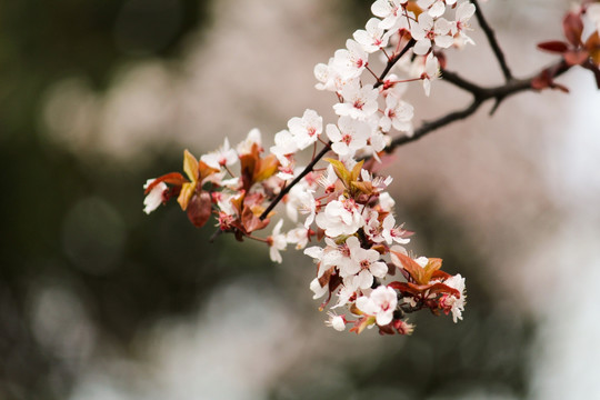 樱花 樱花树 特写