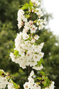 樱花 花枝 花朵 花卉 园艺