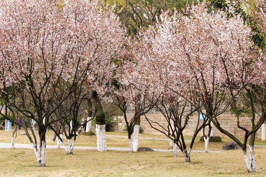 樱花 花枝 花朵 花卉 园艺