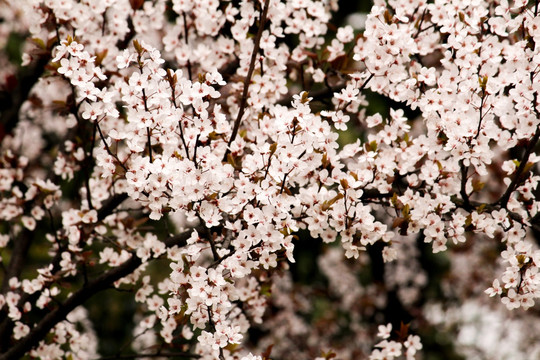 樱花 花枝 花朵 花卉 园艺