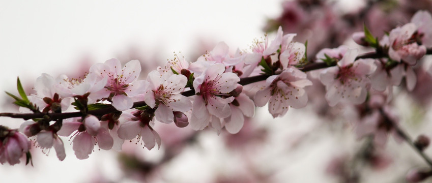 桃花 花卉 桃树 花朵 花蕊