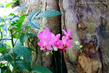 蝴蝶蘭 花 蘭花