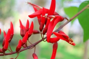 象牙红特写 龙牙花