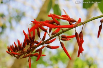 象牙红 龙芽花