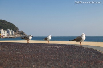 休憩的海鸥