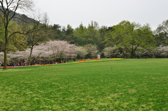 太子湾公园 草地