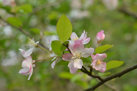 野花 桃花