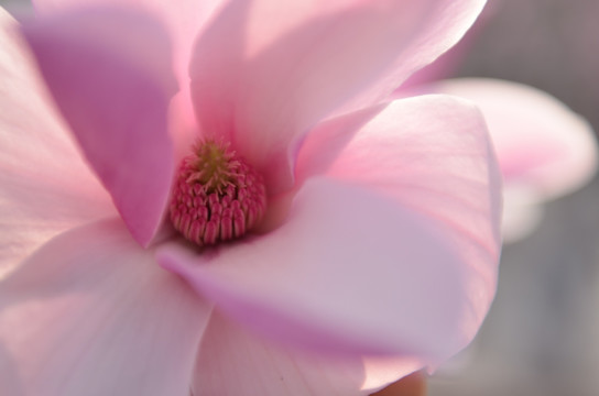 野花玉兰花开