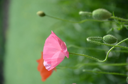 野花虞美人花