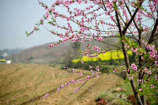 桃花