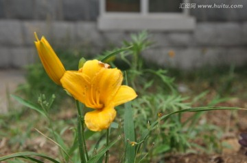 小黄花