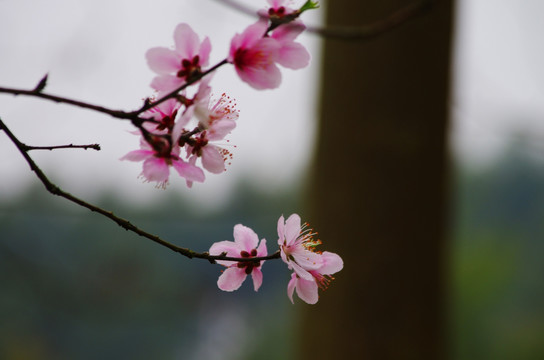 桃花 桃花素材