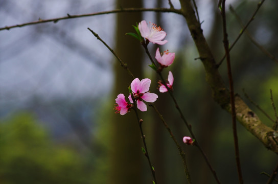 桃花 桃花素材