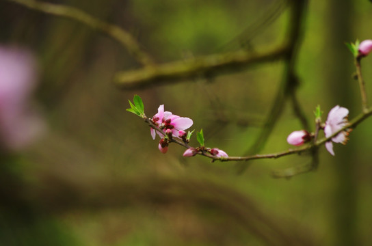 桃花 桃花素材