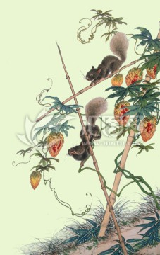 草莓插畫