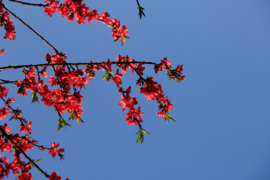 红桃花 桃子花