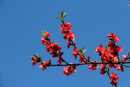 桃花