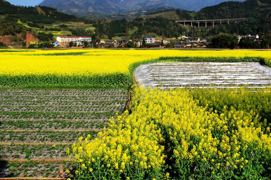 油菜花 春色