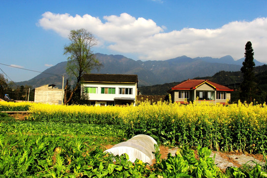 油菜花 农家地 乡村春色