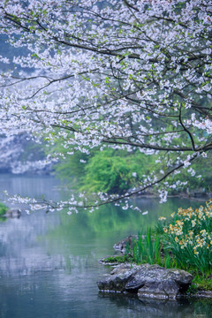 太子湾溪边樱花树